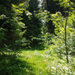 Wald